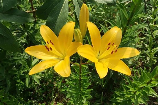 百合花代表的意思,不同颜色的寓意不同
