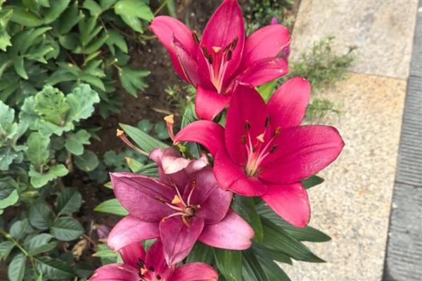 百合花代表的意思,不同颜色的寓意不同