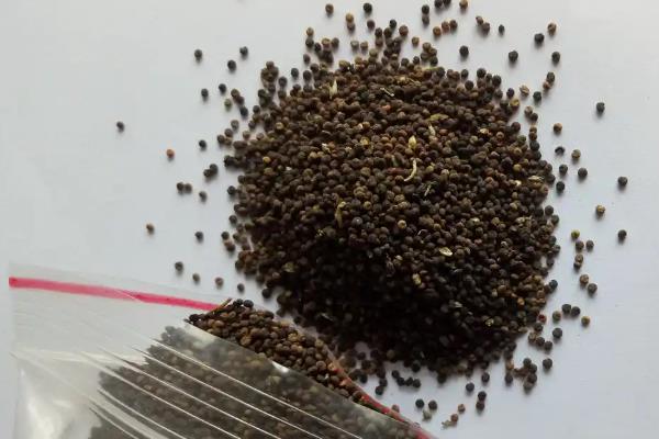 种子的纯度指的是什么,是该作物的品种纯度