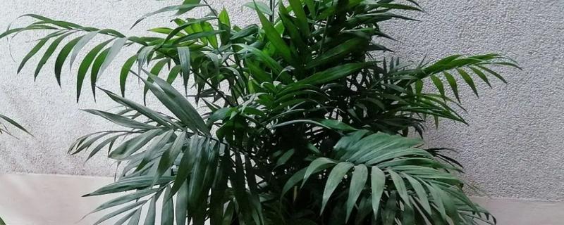 凤尾竹怎么养殖,生长温度保持在20-30℃