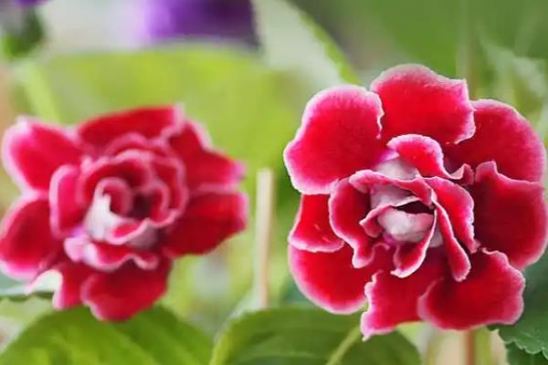 非洲紫罗兰的花语,寓意温暖温和、追求希望等