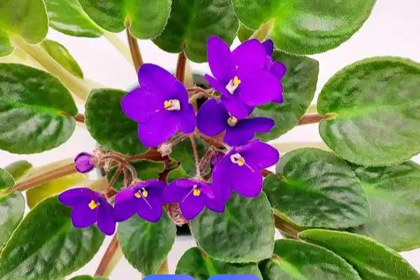 非洲紫罗兰的花语,寓意温暖温和、追求希望等