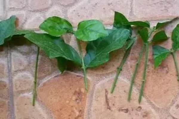 茉莉花能不能扦插，适合在5-6月份扦插繁殖