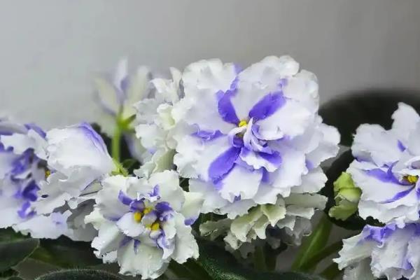 非洲紫罗兰的花语,寓意温暖温和、追求希望等