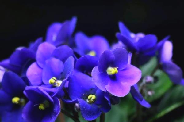 非洲紫罗兰的花语,寓意温暖温和、追求希望等
