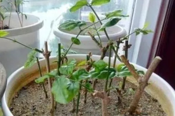 茉莉花能不能扦插，适合在5-6月份扦插繁殖