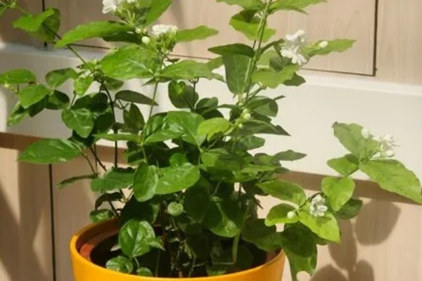 茉莉花能不能扦插，适合在5-6月份扦插繁殖