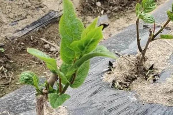 软枣猕猴桃的栽培技术,夏季、晚秋要适当修剪