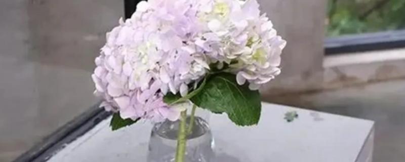 绣球花能水养多少天，可以存活一个月左右