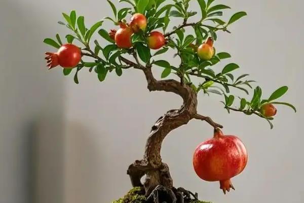 石榴树盆栽的养护方法,每隔7天施加一次稀释后的肥水
