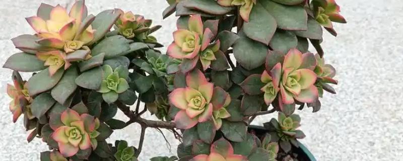 怎么养艳日辉老桩,喜欢生长在温暖环境中