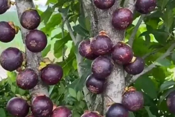 南方山竹苗几年可以结果,需要10年左右
