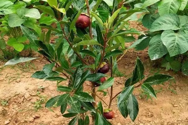 南方山竹苗几年可以结果,需要10年左右