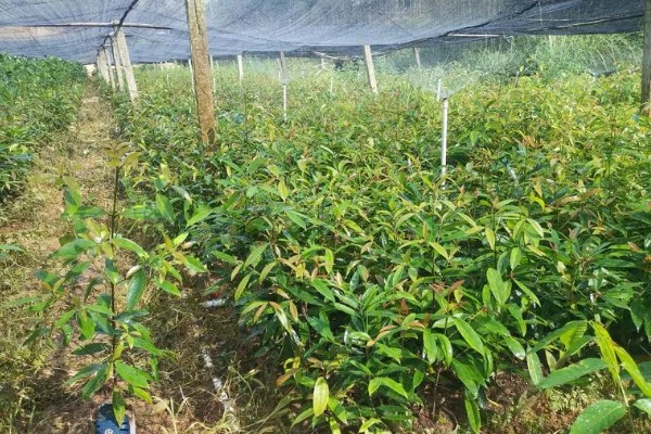 南方山竹苗几年可以结果,需要10年左右