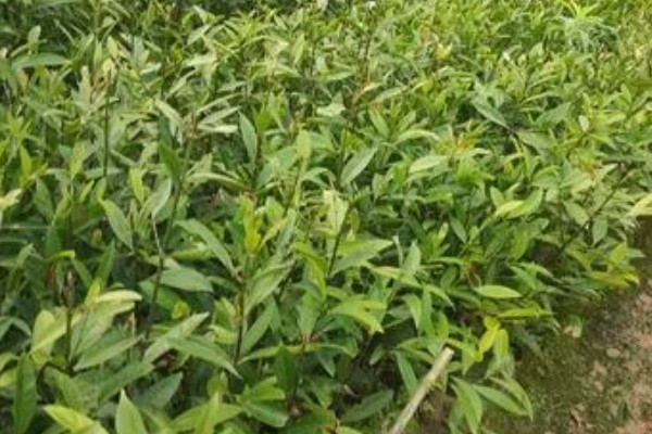 南方山竹苗几年可以结果,需要10年左右