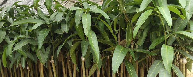 芒果苗的养护方法,夏秋季节保持盆土湿润