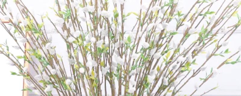 银柳的花期,5-6月间持续开放一个月