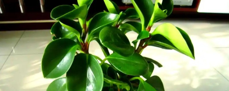 碧玉开花后如何修剪，花朵开败后需对其进行修剪