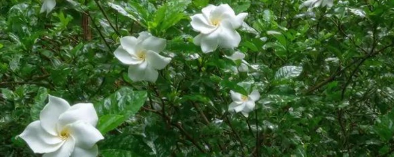 栀子花如何延长花期,首先要有合适的温度