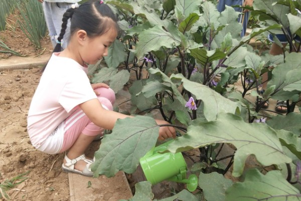 茄子开花结果期怎么施肥,第一茬茄子采摘后追施硫酸钾