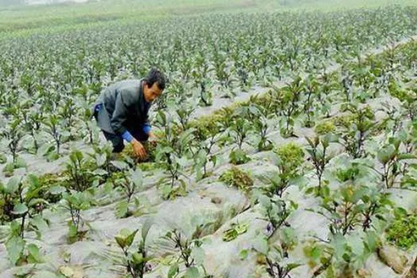 茄子开花结果期怎么施肥,第一茬茄子采摘后追施硫酸钾