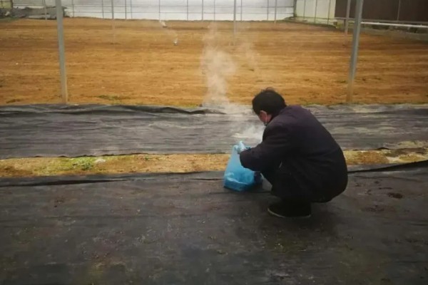 茄子开花结果期怎么施肥,第一茬茄子采摘后追施硫酸钾