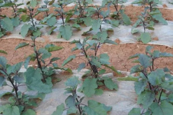 茄子开花结果期怎么施肥,第一茬茄子采摘后追施硫酸钾