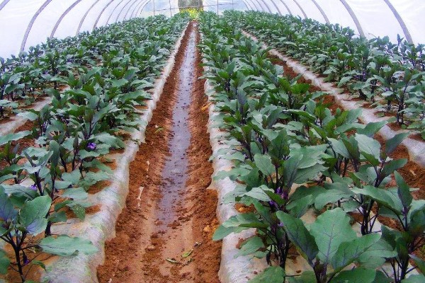 茄子开花结果期怎么施肥,第一茬茄子采摘后追施硫酸钾