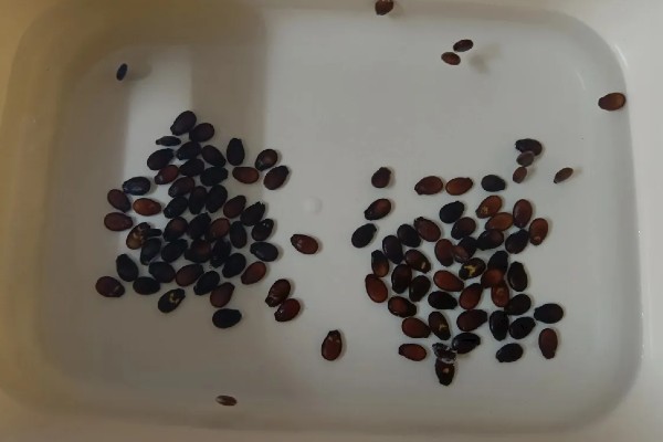 西瓜什么时候种植,与品种和种植目的有关