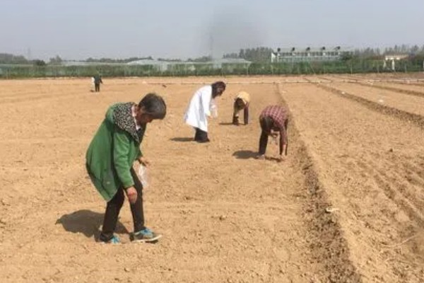 西瓜什么时候种植,与品种和种植目的有关