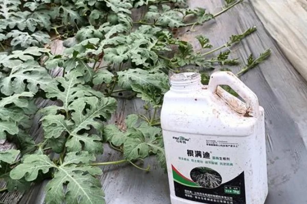 西瓜什么时候种植,与品种和种植目的有关