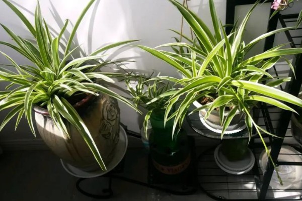 吊兰快速抽藤的方式,要为其提供充足的光照