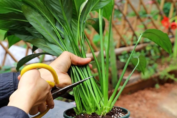 一帆风顺花蕊变黑如何解决,把花蕊摘除并喷施杀菌剂