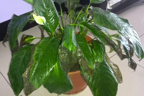 一帆风顺花蕊变黑如何解决,把花蕊摘除并喷施杀菌剂