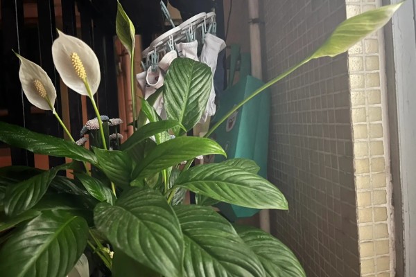 一帆风顺花蕊变黑如何解决,把花蕊摘除并喷施杀菌剂