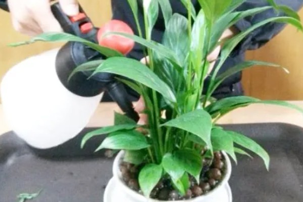 一帆风顺花蕊变黑如何解决,把花蕊摘除并喷施杀菌剂