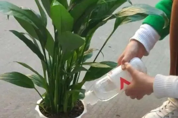 一帆风顺花蕊变黑如何解决,把花蕊摘除并喷施杀菌剂