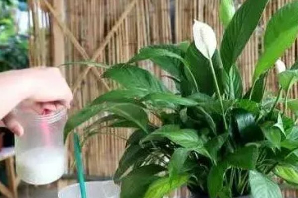 一帆风顺花蕊变黑如何解决,把花蕊摘除并喷施杀菌剂