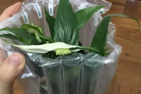 一帆风顺花蕊变黑如何解决,把花蕊摘除并喷施杀菌剂