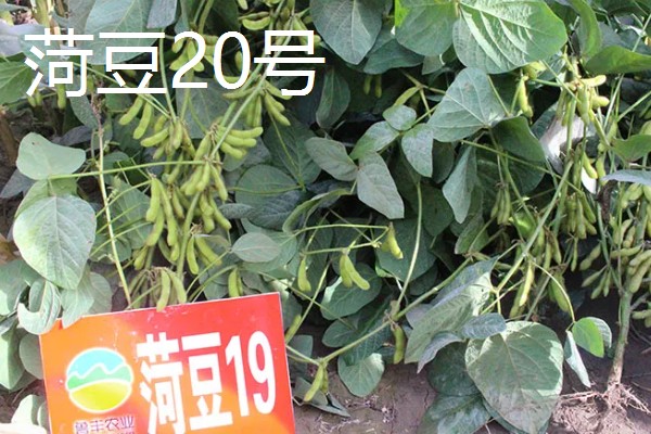 菏豆19号和23号什么时候播种,在6月上中旬的时候播种