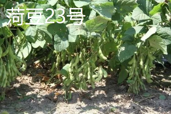 菏豆19号和23号什么时候播种,在6月上中旬的时候播种