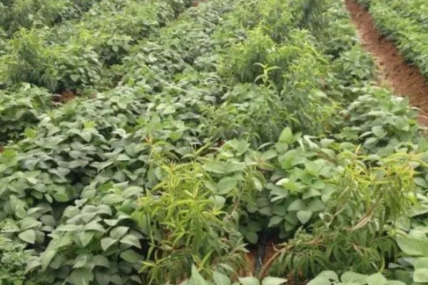 菏豆19号和23号什么时候播种,在6月上中旬的时候播种