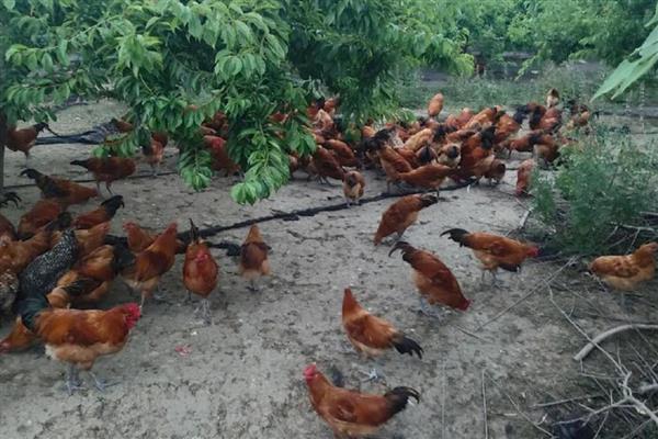 树林中散养鸡要注意什么，太阳下山后要赶回鸡舍并补饲