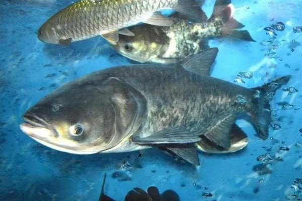 花鲢鱼吃什么食物,主要吃轮虫、枝角类等