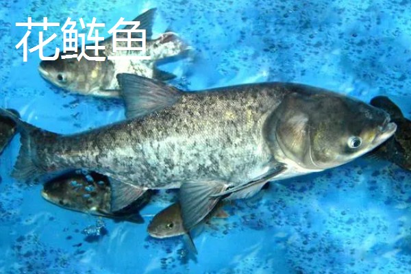 花鲢鱼吃什么食物,主要吃轮虫、枝角类等