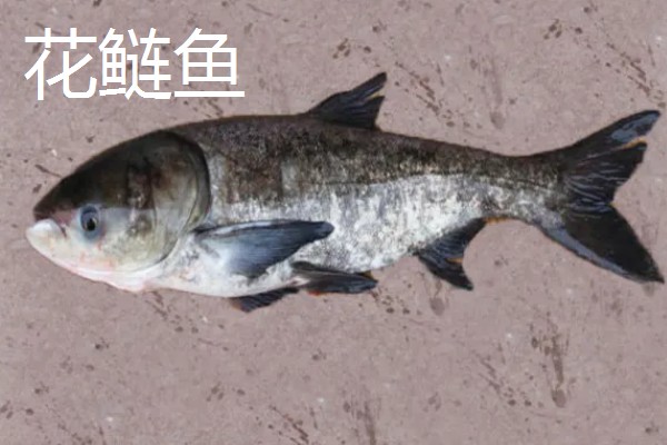 花鲢鱼吃什么食物,主要吃轮虫、枝角类等