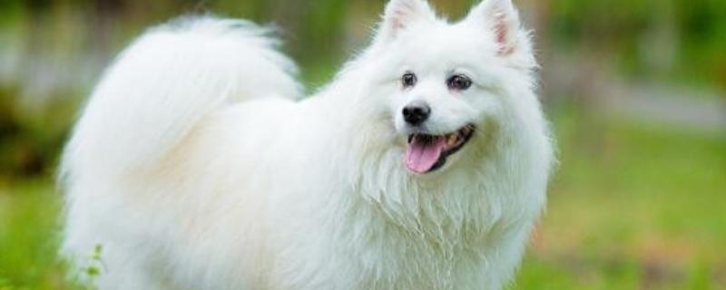 狐狸狗的原名,又名日本丝毛犬