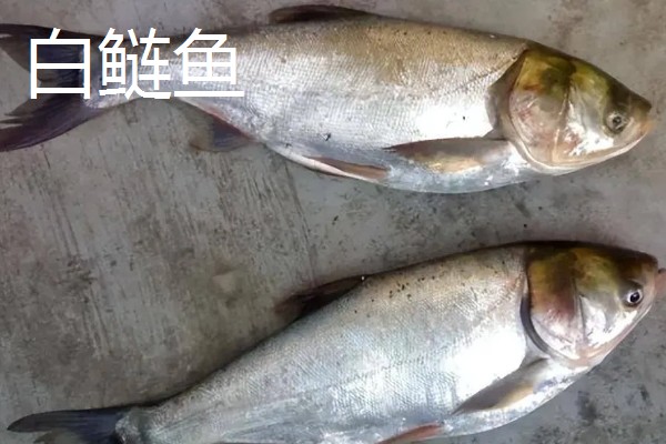 花鲢鱼吃什么食物,主要吃轮虫、枝角类等
