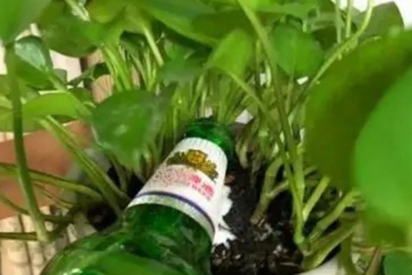 啤酒能不能直接浇花,啤酒和水按1:50的比例稀释