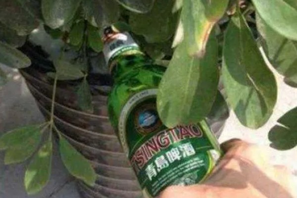 啤酒能不能直接浇花,啤酒和水按1:50的比例稀释